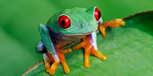 Cute tree frog sat on a leaf