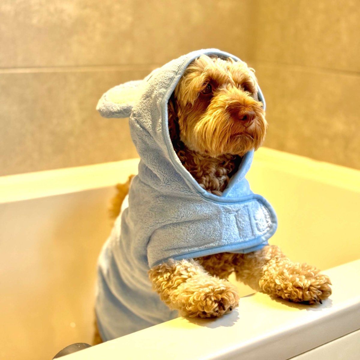 Dog wearing a blue hooded towel on a light-colored surface.