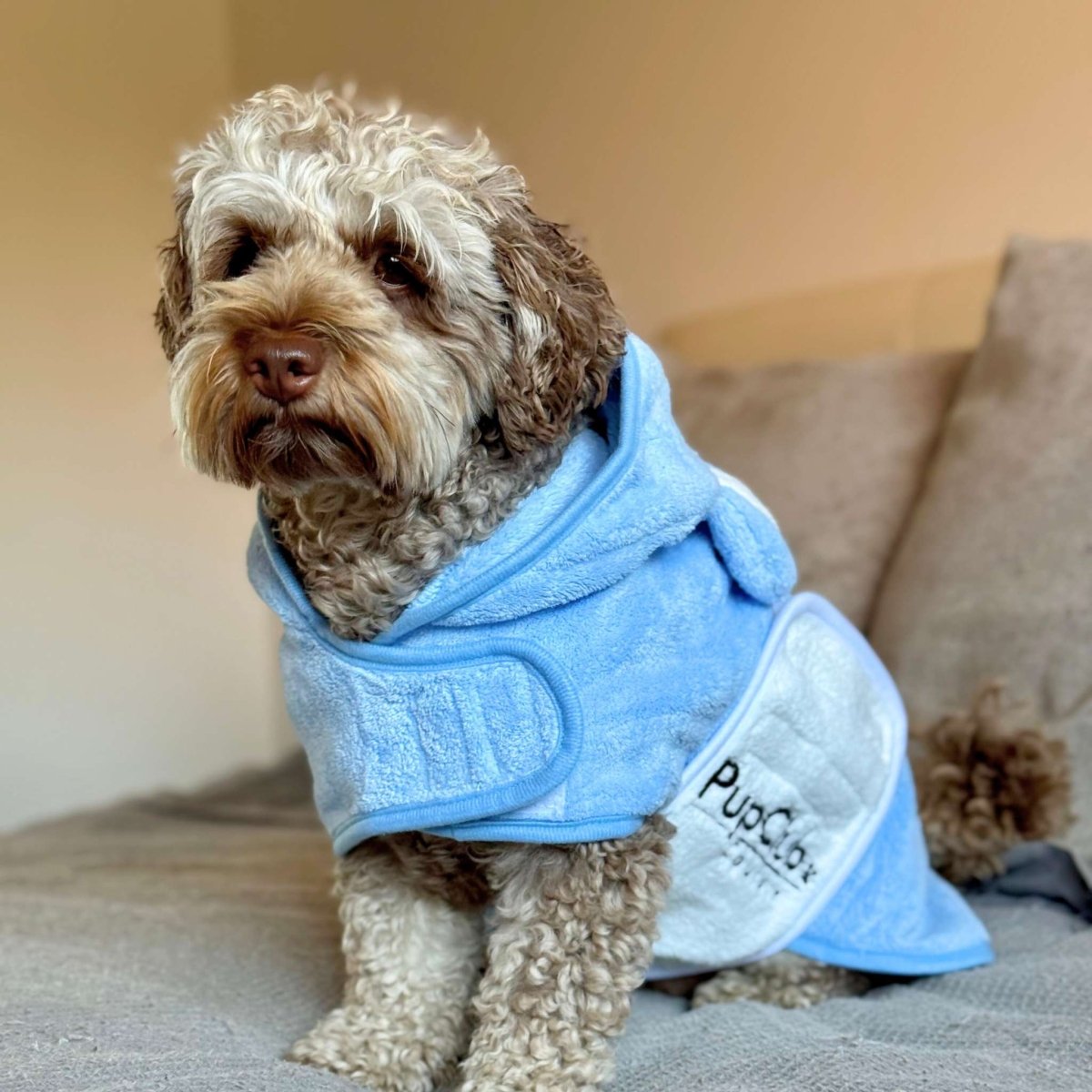 Dog wearing a blue hooded towel with 'PupCo' branding on a soft surface.