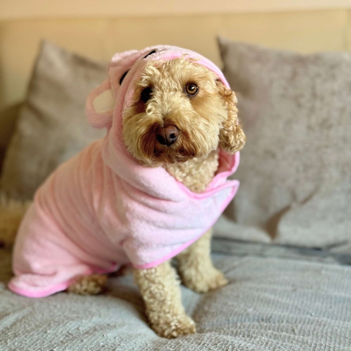 Dog wearing a pink outfit on a couch