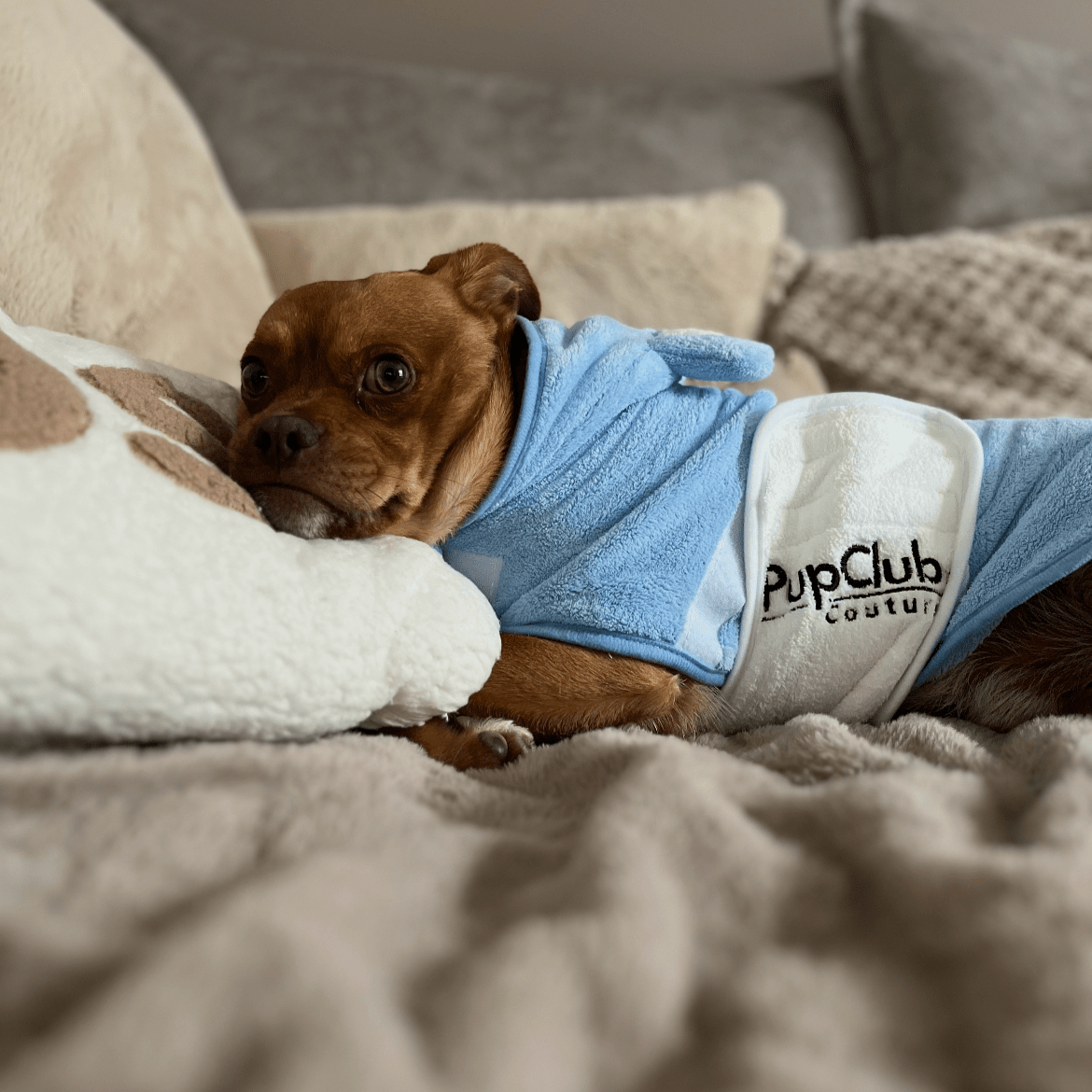 Small dog wearing a blue robe with 'PupClub Couture' branding on a soft surface.