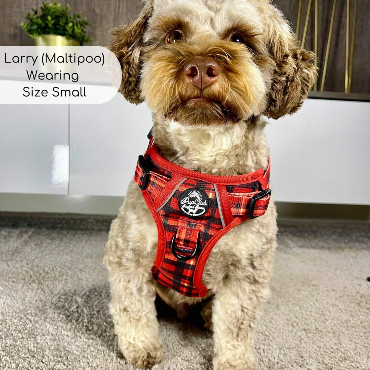 Dog wearing a red plaid harness indoors