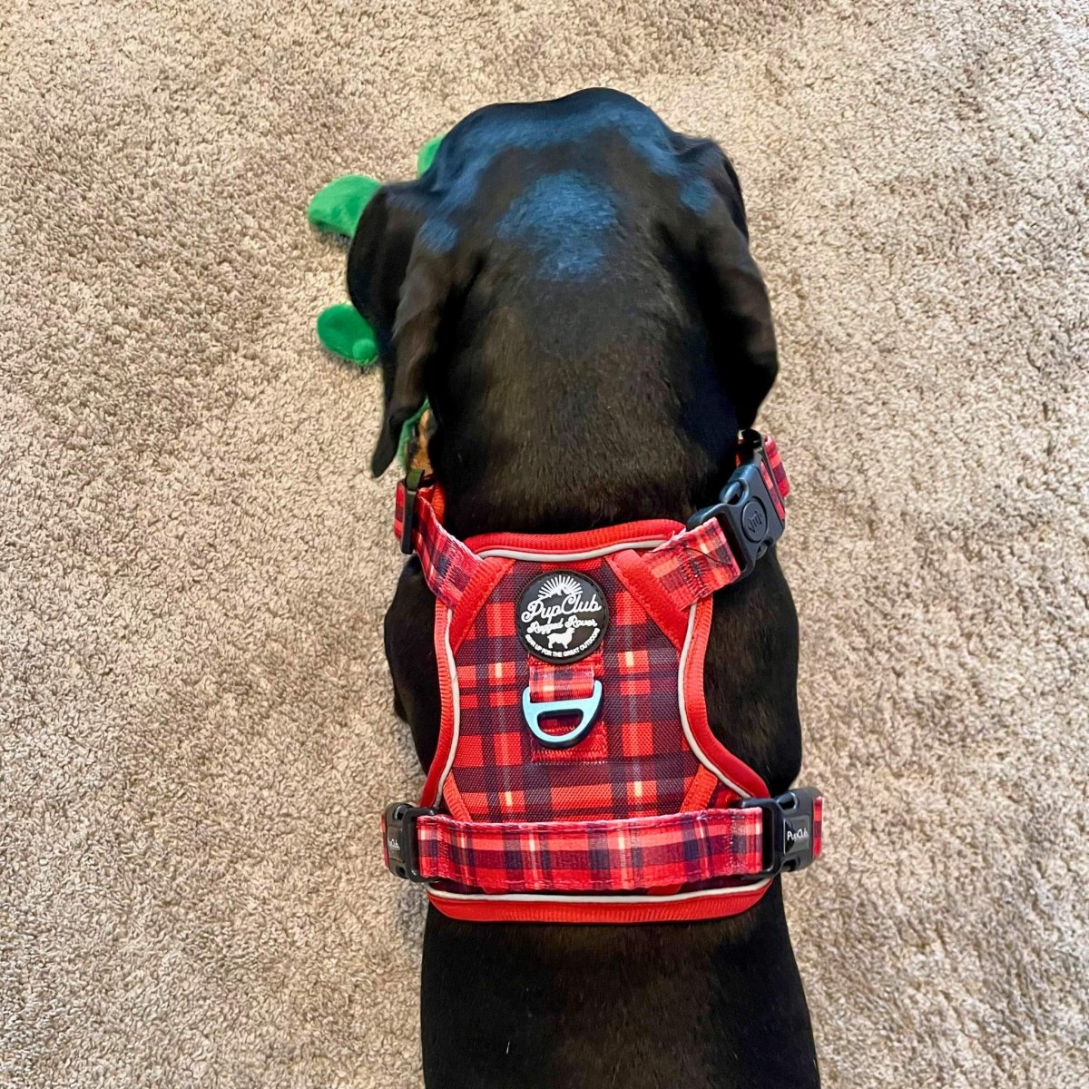 Black dog wearing a red plaid harness on a beige carpet