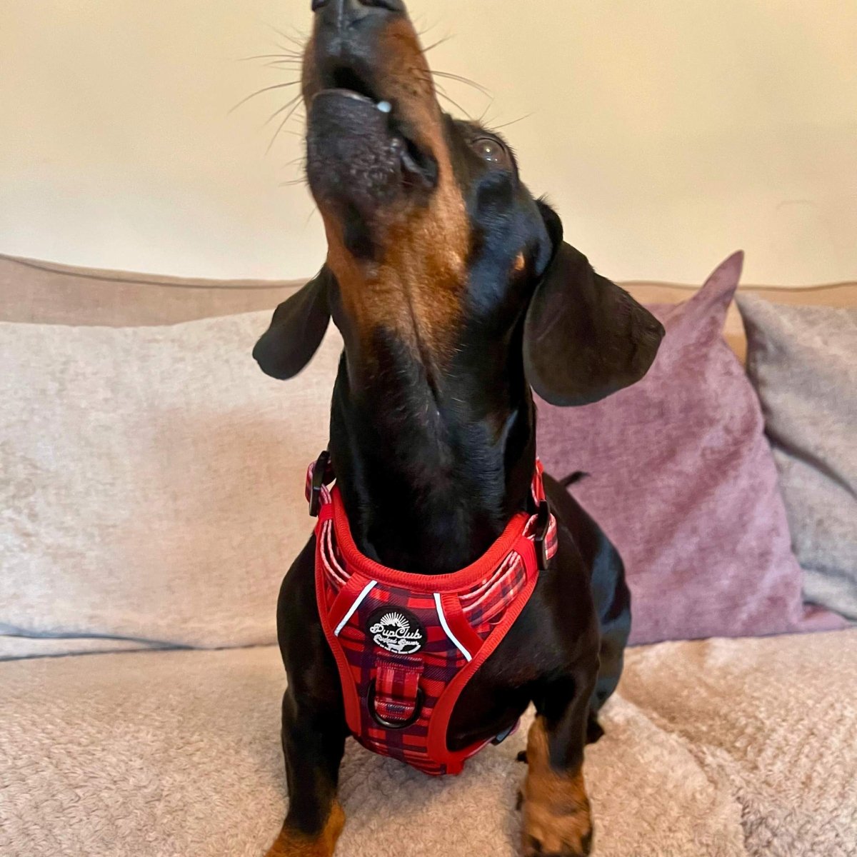 Dachshund wearing a red harness on a couch