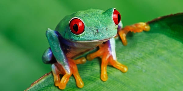 Cute tree frog sat on a leaf