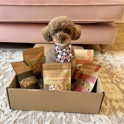 Dog sitting with a box of pet products on a carpeted floor.