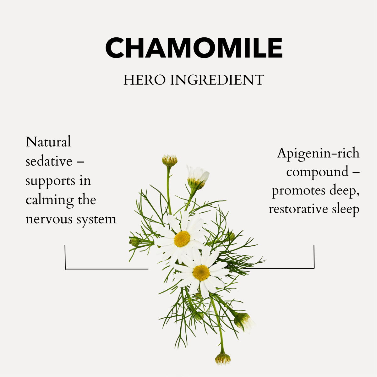 Chamomile plant with text about its benefits on a white background