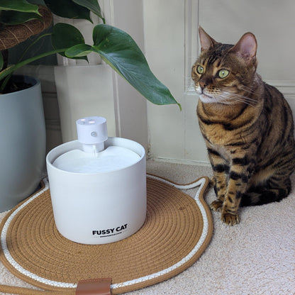 Cat standing next to a Fussy Cat water fountain on a carpeted floor.