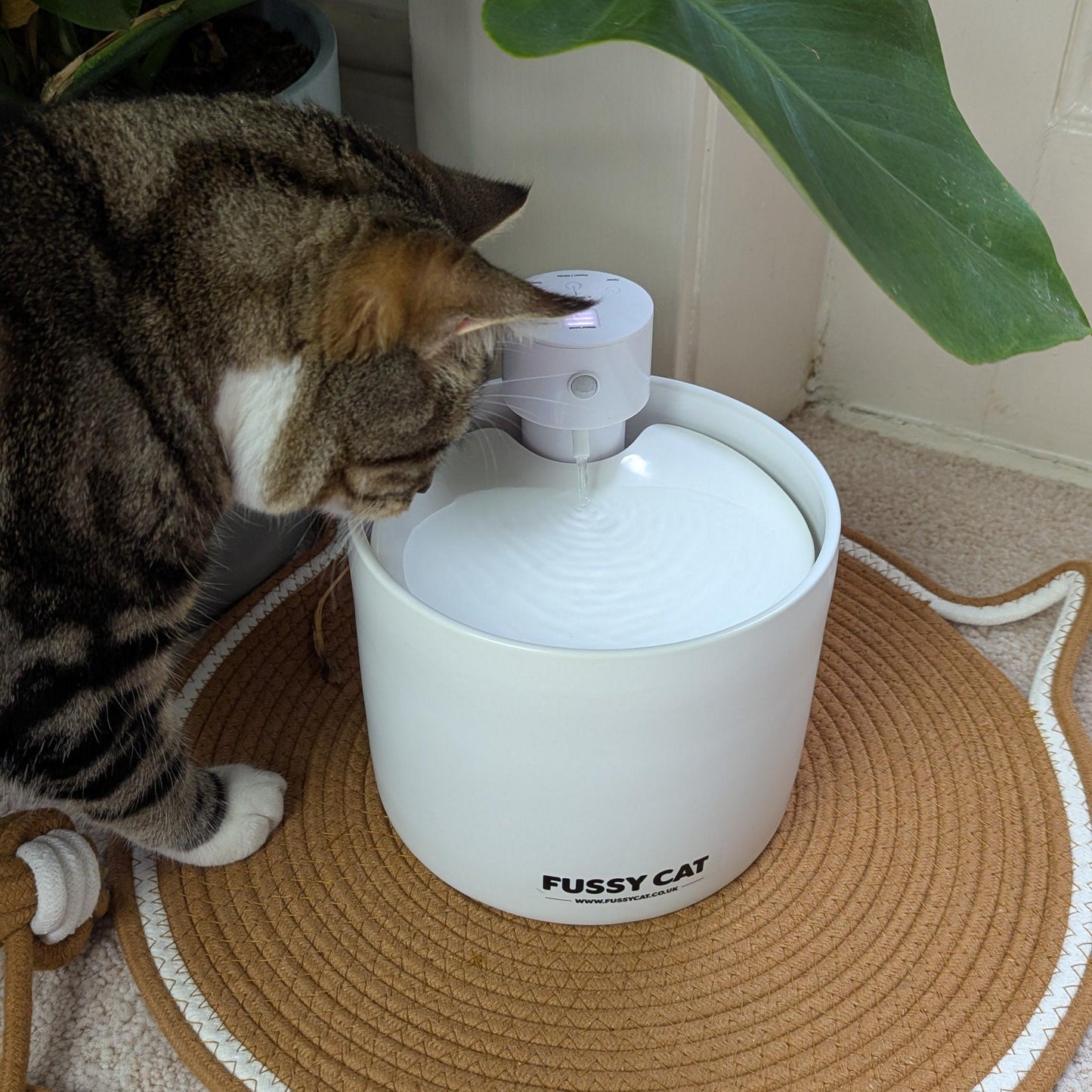Cat interacting with a white pet water fountain labeled 'Fussy Cat' on a textured rug.