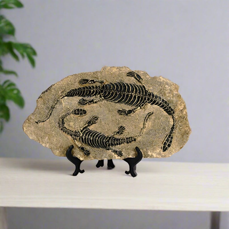 Resin Dinosaur Fossil Ornament - Home Decor from Dear Cece - Just £39.99! Shop now at Dear Cece