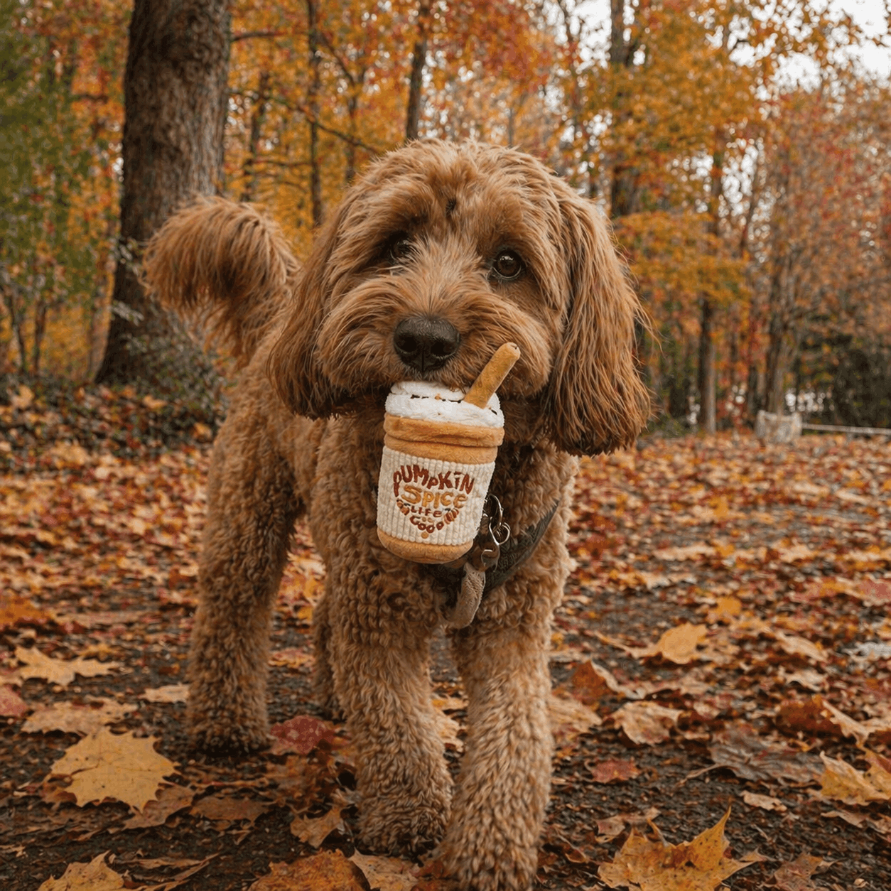 Dog holding pumpkin spice latte dog toy in its mouth