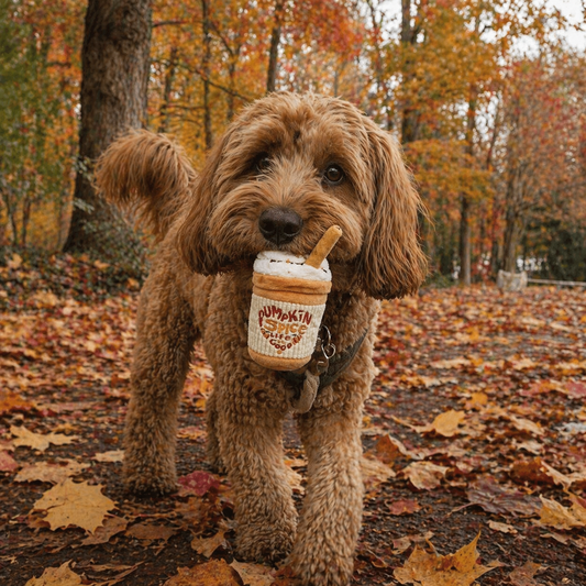 Dog holding pumpkin spice latte dog toy in its mouth