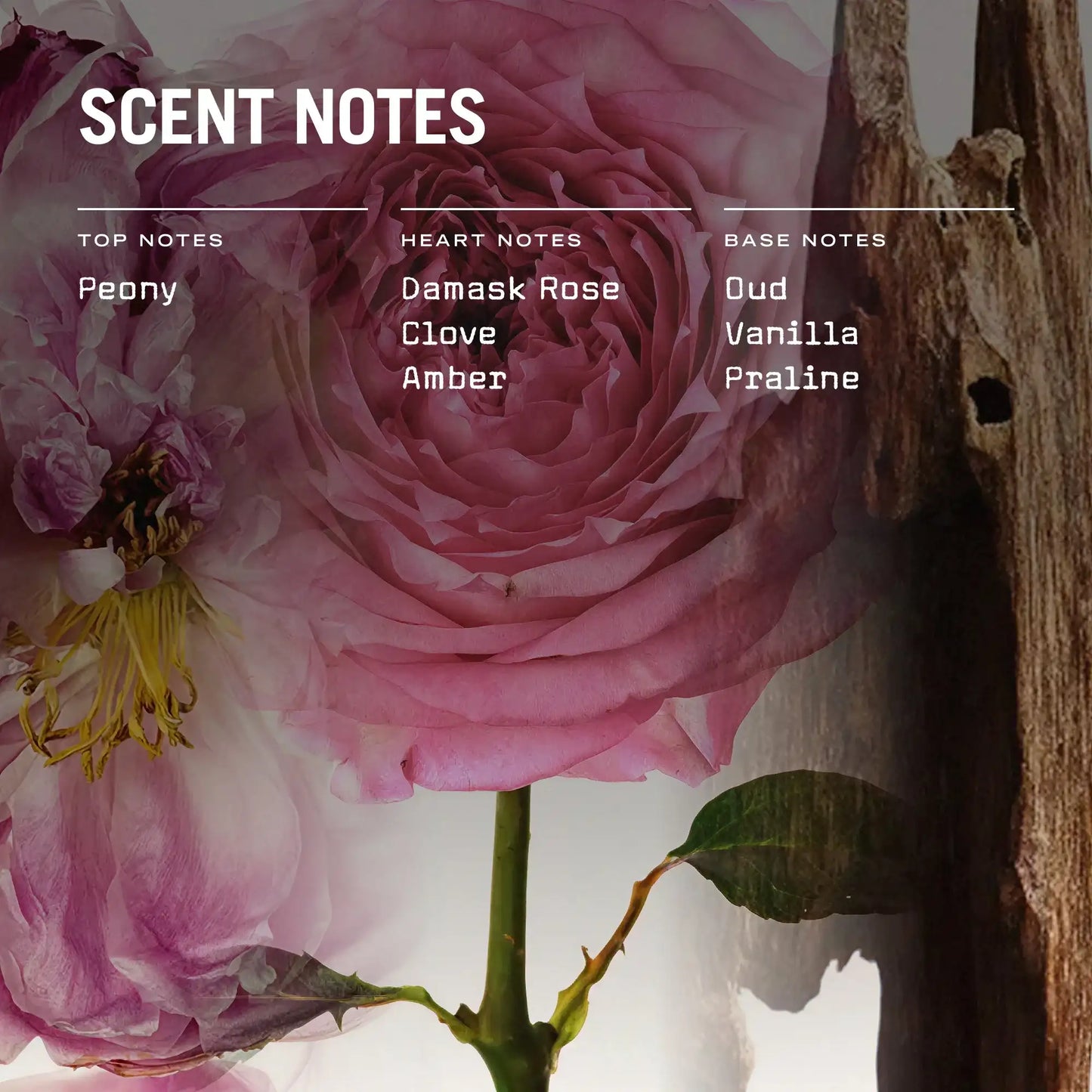 Pink rose with scent notes text overlay on a dark background