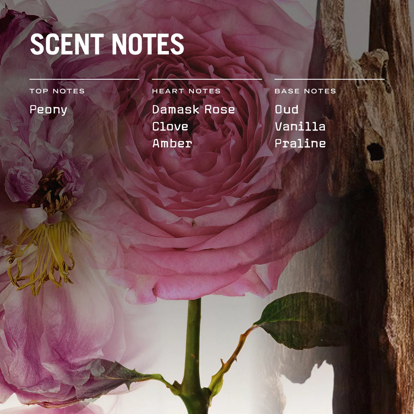 Pink rose with scent notes text overlay on a dark background