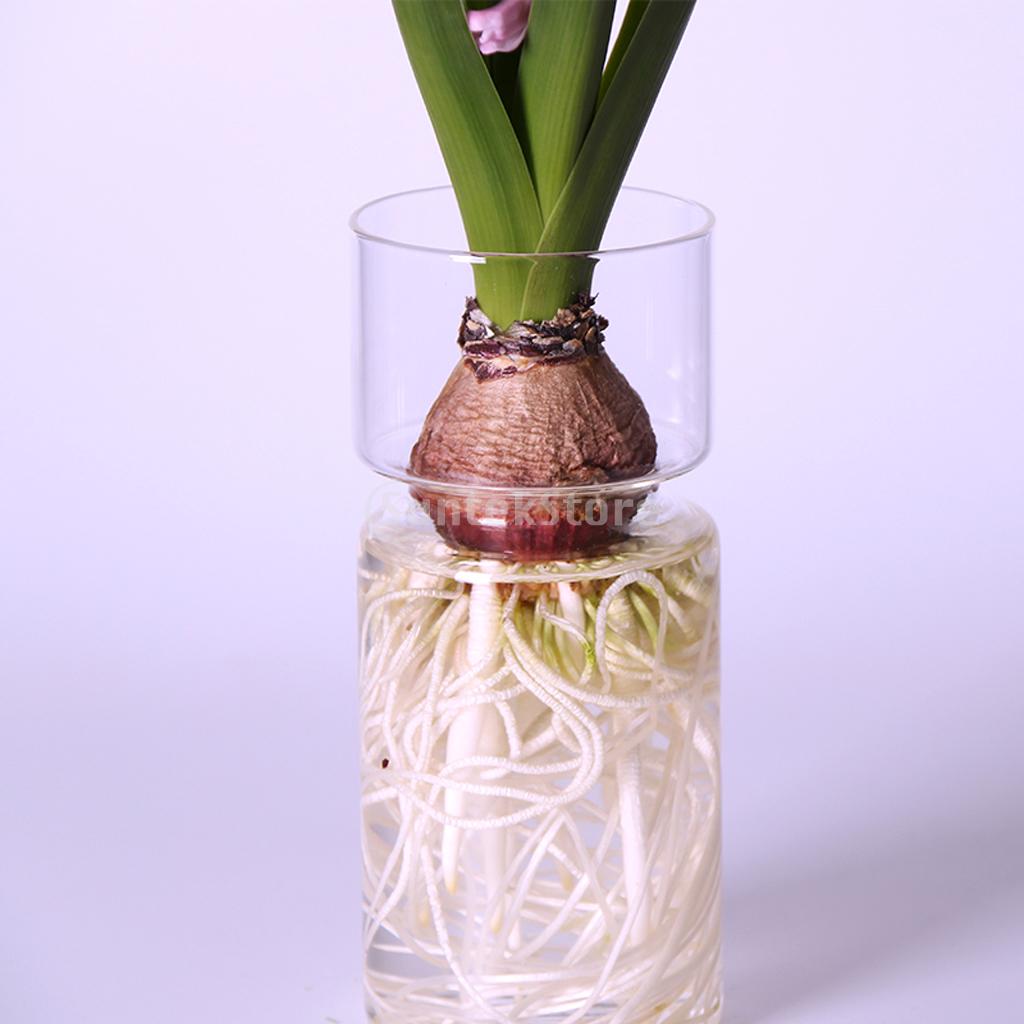 Hydroponic Plant Holder Container Bud Vase - Vase from Dear Cece - Just £14.99! Shop now at Dear Cece
