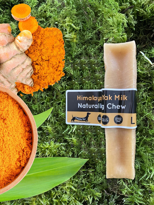 Himalayan Milk Naturally Chew with turmeric powder and a hand holding a chew on a green background