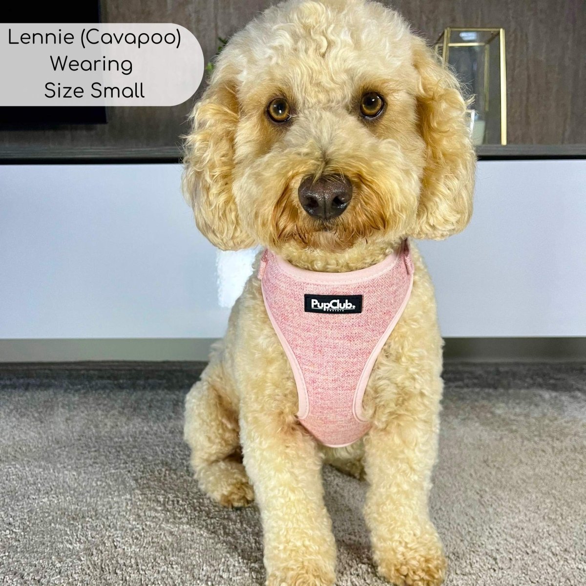 Dog wearing a pink harness with 'PupClub' branding on a carpeted floor.