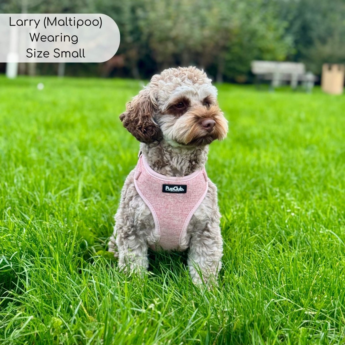 Small dog wearing a pink harness in a grassy field