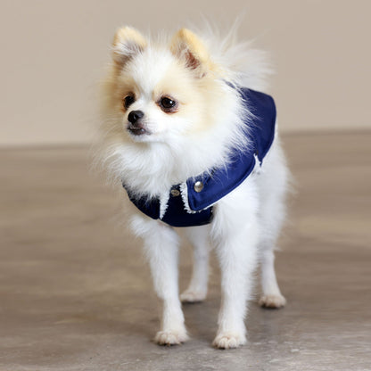 Small dog wearing a blue coat on a neutral background
