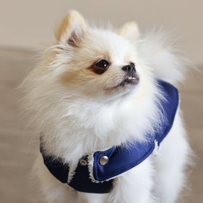 Small dog wearing a blue coat against a neutral background