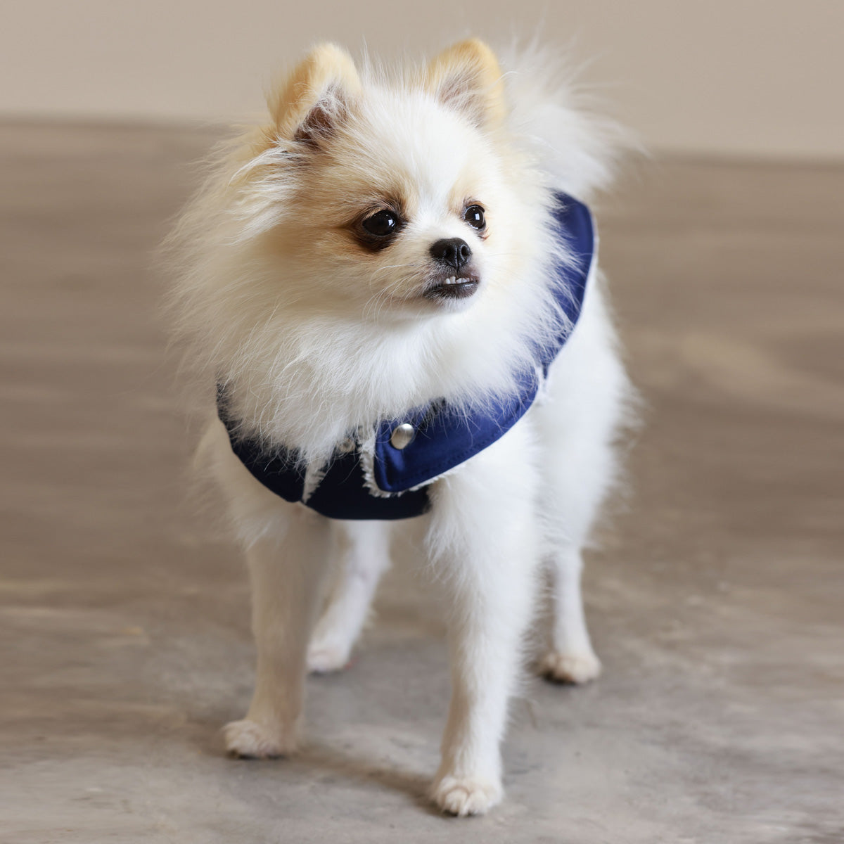Small dog wearing a blue harness on a neutral background