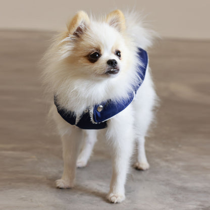 Small dog wearing a blue harness on a neutral background