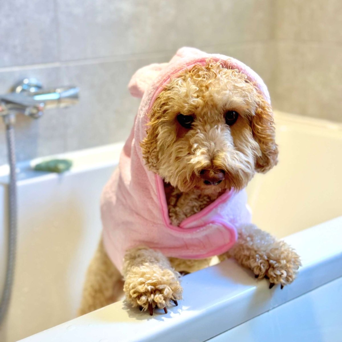 Dog wrapped in a pink towel on a bathroom counter