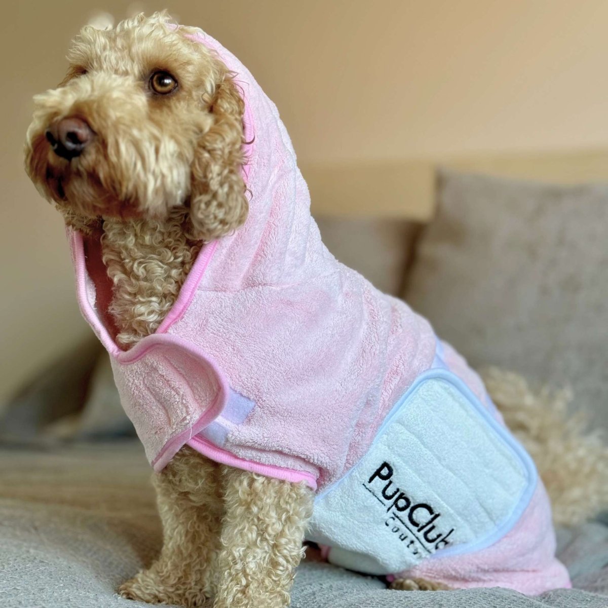 Dog wearing a pink hooded towel with 'PupClub' branding on a couch.