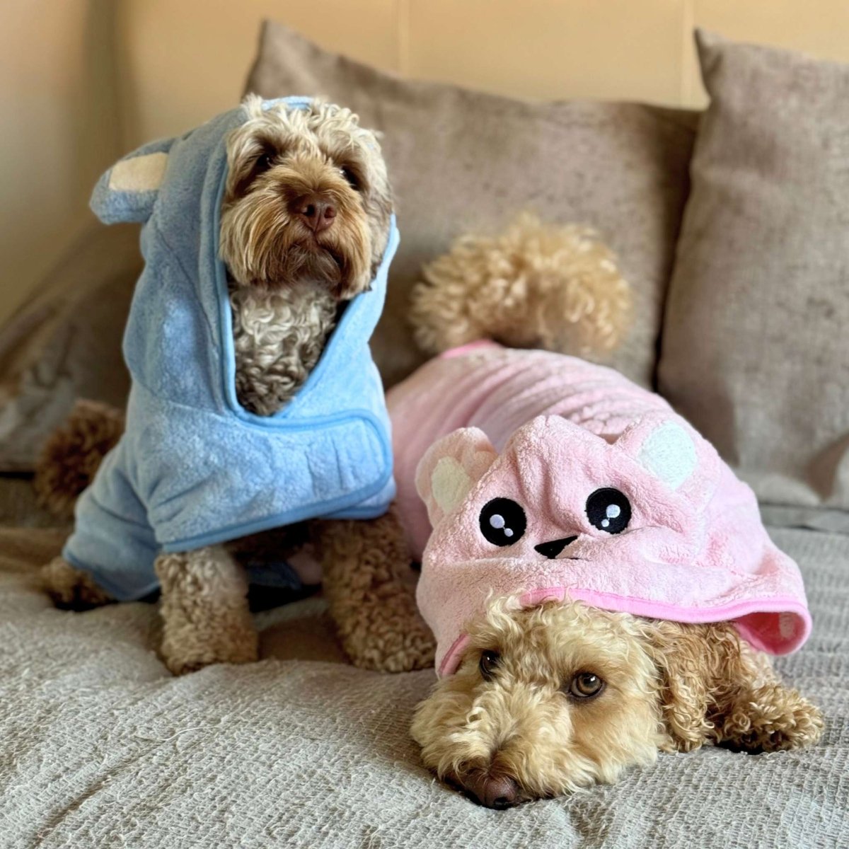 Two dogs wearing colorful hoodies on a couch.