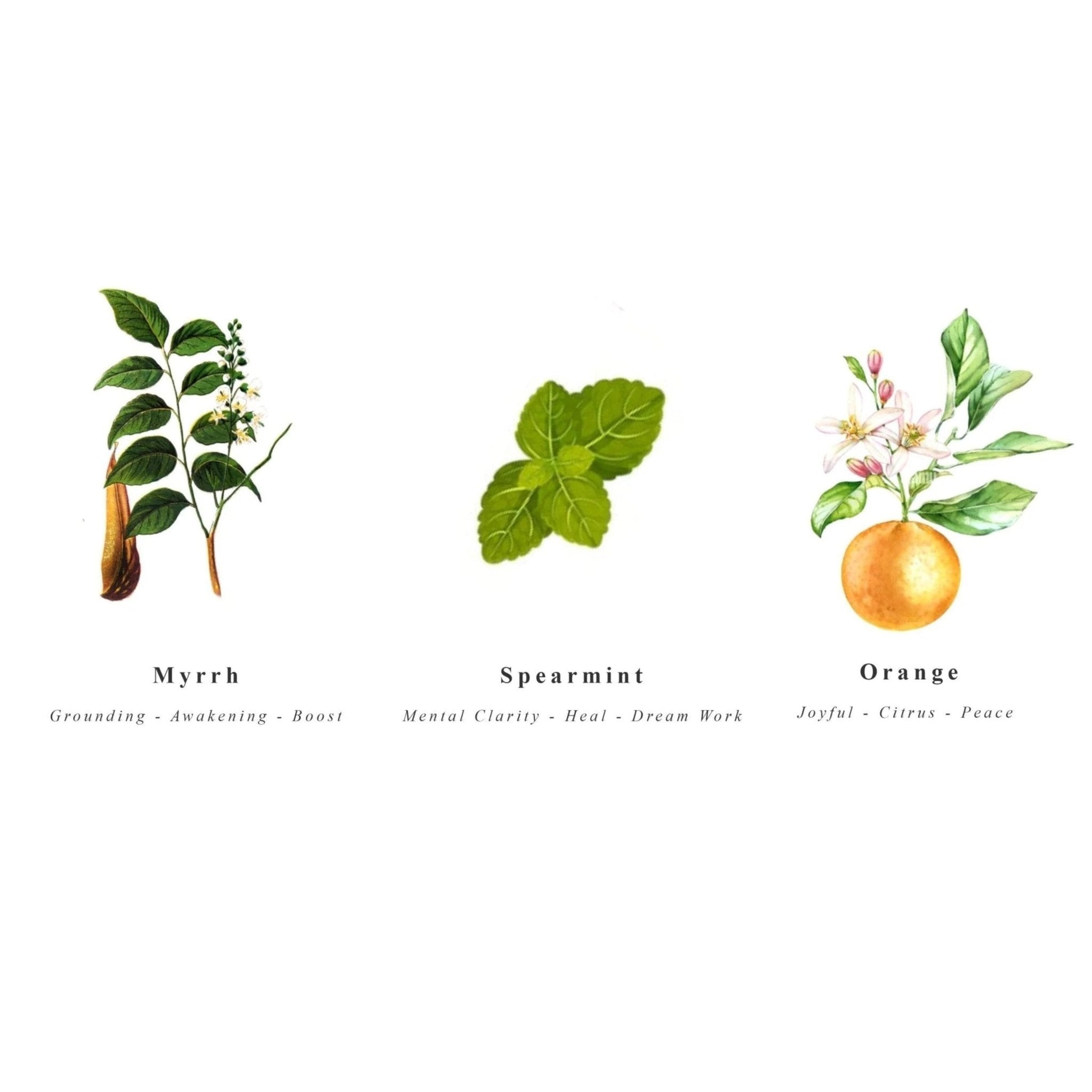Illustrations of Myrrh, Spearmint, and Orange plants with descriptive text on a white background.