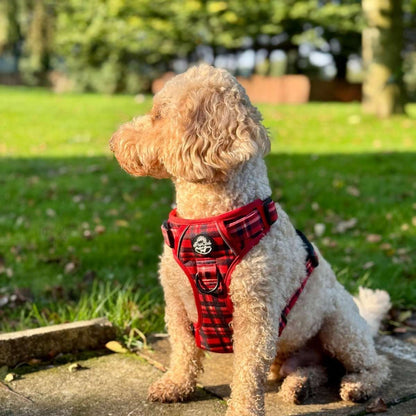 Dog wearing a red plaid harness sitting on a stone path in a park.