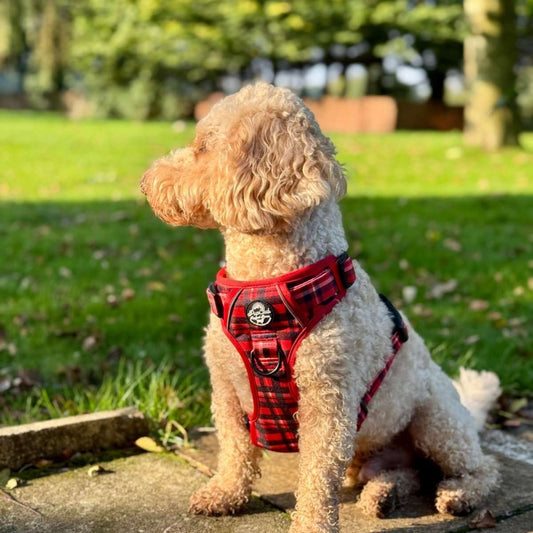 Dog wearing a red plaid harness sitting on a stone path in a park.