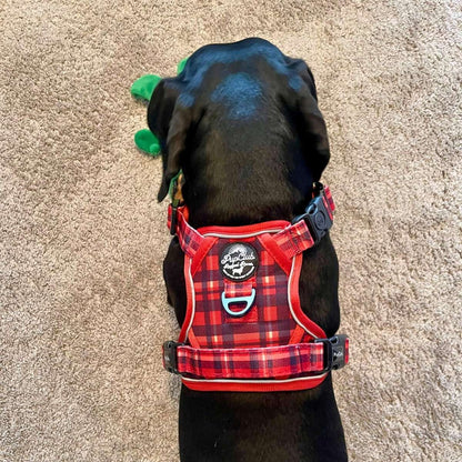 Black dog wearing a red plaid harness on a beige carpet