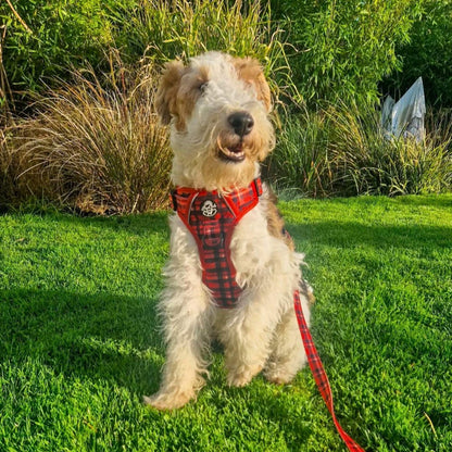 Dog wearing a red plaid harness and leash on a grassy area with greenery.
