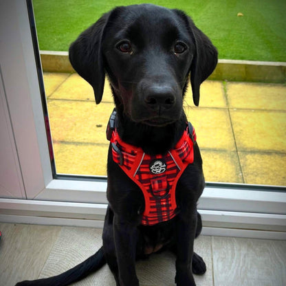 Black dog wearing a red harness sitting indoors with a view of grass outside.