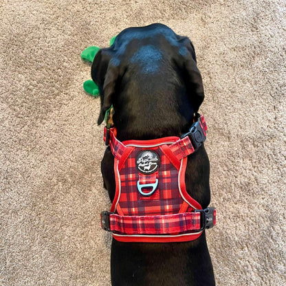 Black dog wearing a red plaid harness on a beige carpet