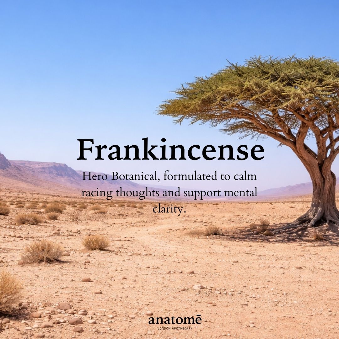 Desert landscape with a frankincense tree and promotional text for 'Frankincense' by Anatome.